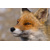 3D postcard Red fox
