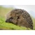 3D postcard Hedgehog