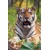 3D pohľadnica Tiger
