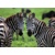 3D postcard Zebras