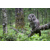 3D pohľadnica Great Grey Owl (Sova)