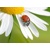 3D pohlednice Ladybug on an Ox-eye Daisy Flower (Beruška na kopretině)