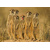 3D pohlednice Meerkat Family (Surikaty)