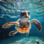 3D pohľadnica (štvorec) Baby sea turtle