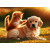 3D pohlednice Kitty & puppy AI